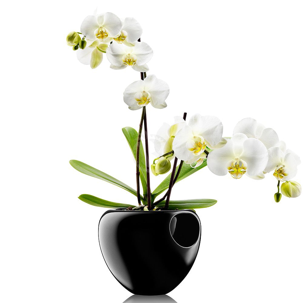 Горшок для орхидеи с автополивом Orchid pot, 18 см, 15 см, Керамика, Eva Solo, Дания