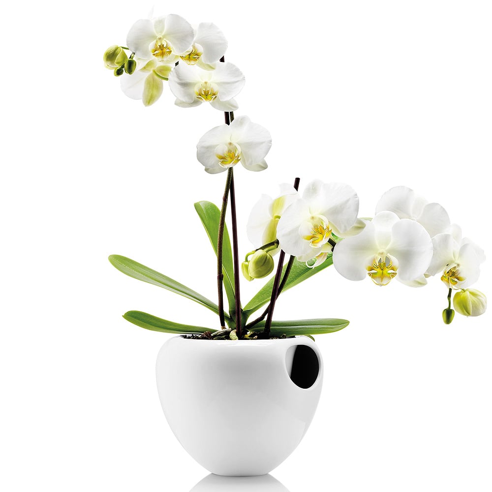      Orchid pot, 18 , 15 , , Eva Solo, 